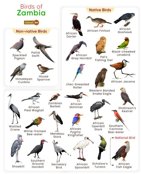 List of Birds Found in Zambia with Pictures