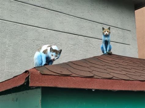 Made with mischief? Blue 'smurf cats' spotted in Istanbul | Daily Sabah