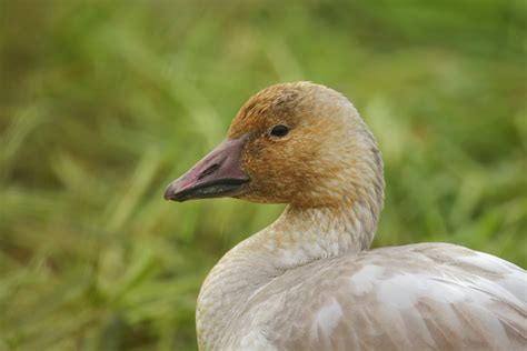 A Blizzard of Snow Geese | BirdNote