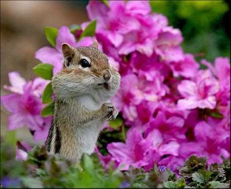 Posing in the Flowers | Cute animals, Animals wild, Chipmunks