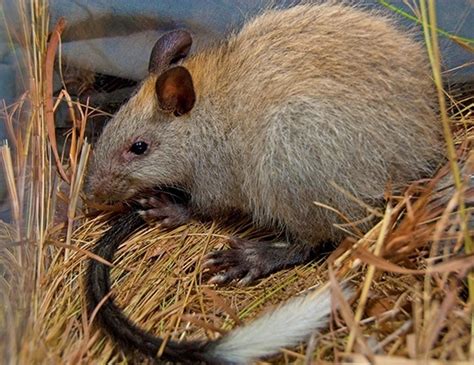 BLACK-FOOTED TREE RAT LIFE EXPECTANCY