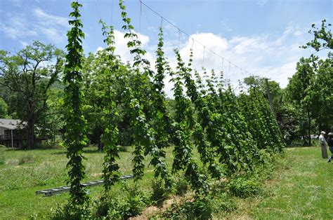 NC Alternative Crops and Organics: New NC Hops Project Website: Check ...