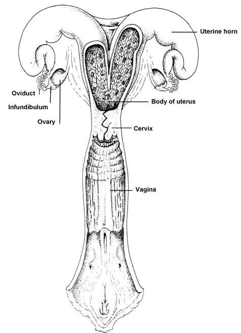 Female Cow Reproductive System