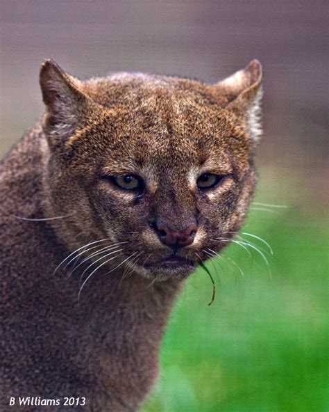 Snapshot: Jaguarundi – International Society for Endangered Cats (ISEC ...