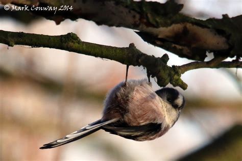 Hanging Around | Life Spirit by Mark Conway