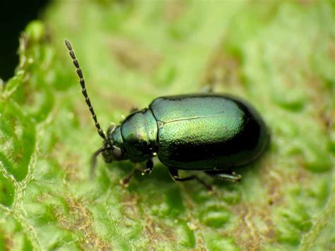 12 Worst Vegetable Garden Pests