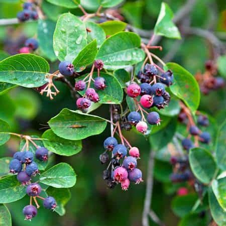 Shadblow Serviceberry | Grasshopper Gardens