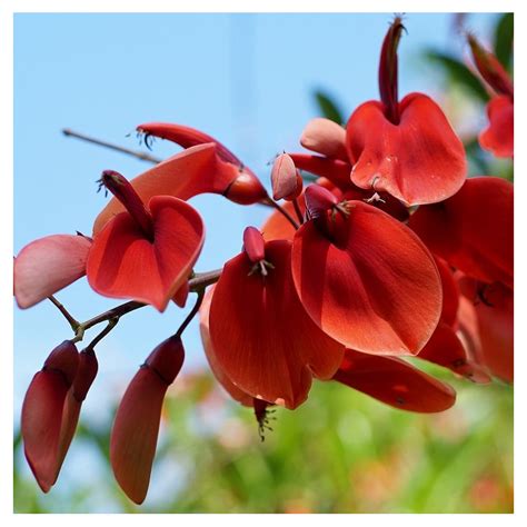 Cockspur coral tree : Erythrina crista-galli