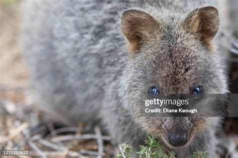 29 Quokka Baby Stock Photos, High-Res Pictures, and Images - Getty Images