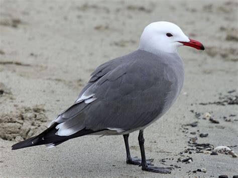 Heerman's gull | Bird life list, Sea birds, Gull