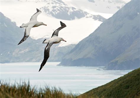 Albatross Facts, Worksheets, Taxonomy, Diet & Characteristics For Kids