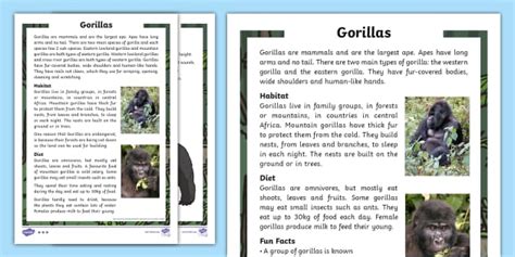 Gorillas Fact Files (صُمم من قبل مُختصّين)