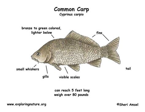 Carp (Common)