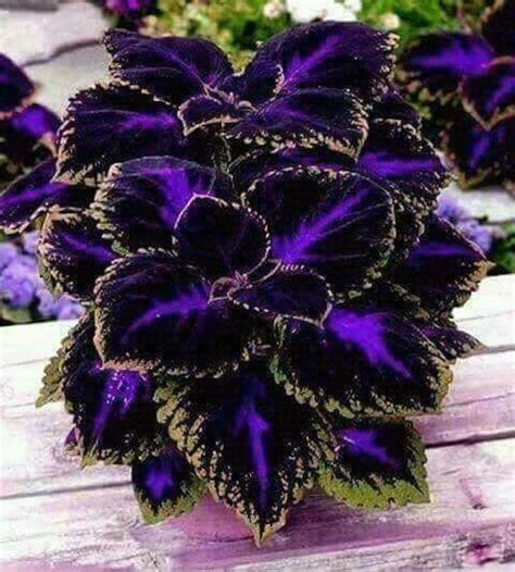 Coleus Black Blue 20 Seeds / Coleus Scutellarioides - Etsy