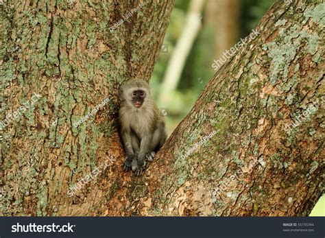 Vervet Monkey Baby In Tree Stock Photo 55155394 : Shutterstock