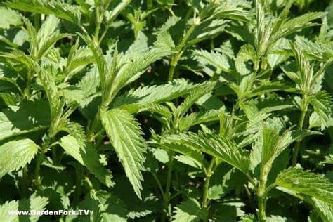 Nettles Plant Identification & Foraging - GardenFork - Eclectic DIY