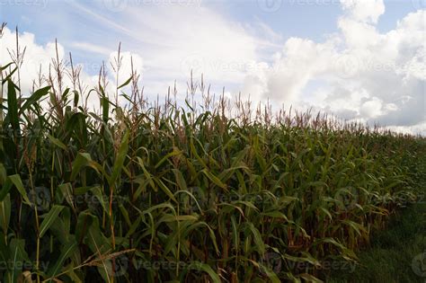 The corn disease 3247129 Stock Photo at Vecteezy