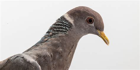 Band-tailed pigeon | Smithsonian's National Zoo