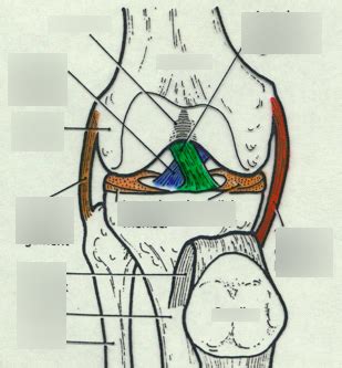 Knee Ligaments Diagram | Quizlet