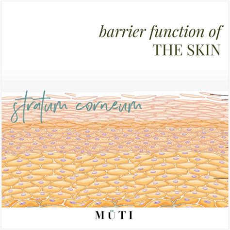 The skin barrier function - theGoodSkinPlace