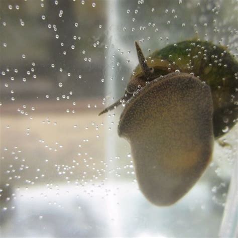 Trapdoor snails - Viviparus viviparus | Trapdoor Snail | Aquatic Pond ...