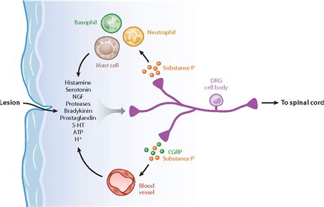 [PDF] TRP channels and pain. | Semantic Scholar