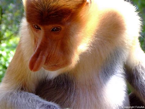 Proboscis monkey from Sabah | FotoArk