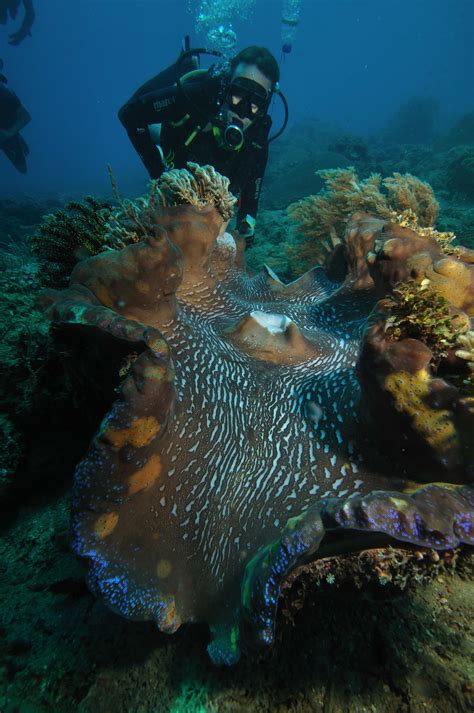 File:Giant Clam Tridacna Gigas 1.jpg - Wikimedia Commons