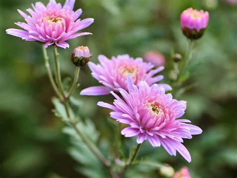 Chrysanthemum Flower Meaning and Symbolism | Florgeous