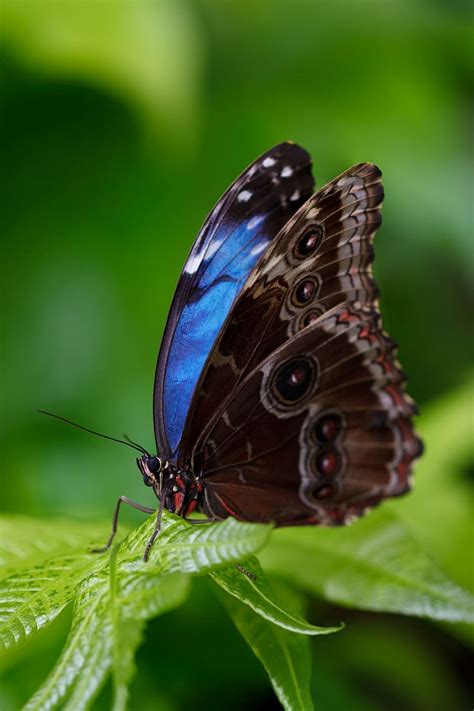 close-up photograph, morpho butterfly, animal, beautiful, blue morpho, morpho peleides ...