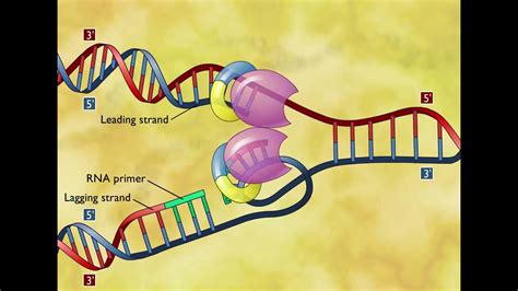 Dna Replication Animation