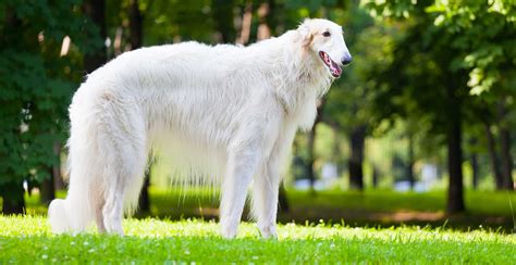 Borzoi Dog Breed Guide (Lifespan, Size & Characteristics)