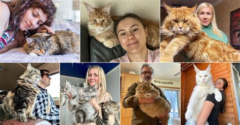 22 Adorable Maine Coons With Their Owners - MaineCoon.org