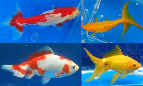 Fish Girl Writes: Goldfish Breeds