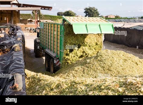 Harvesting of silage Stock Photo - Alamy