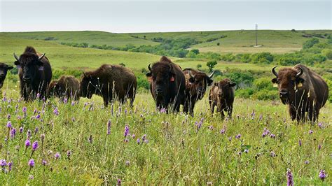 Photo gallery: Fall comes to the Konza Prairie | K-State Alumni Association