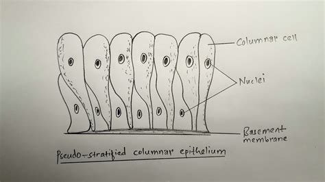 Pseudostratified Columnar Epithelium Diagram