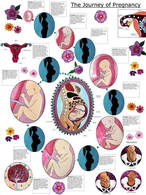 DIGITAL Journey of Pregnancy Poster/ Childbirth Education/ | Etsy India