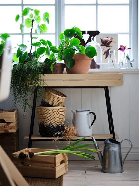 Easy houseplant care tips - IKEA