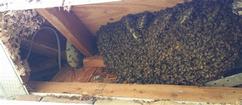 I found honey bees in my house! What do I do?