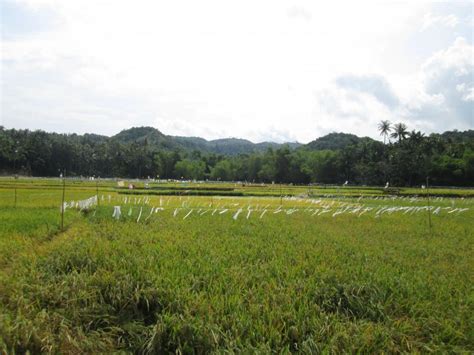 Bundok—Filipino | Environment & Society Portal