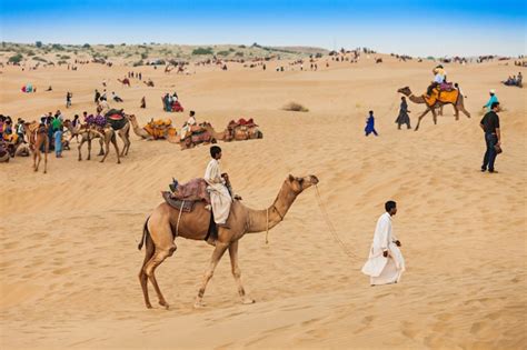 Premium Photo | Camels in thar desert