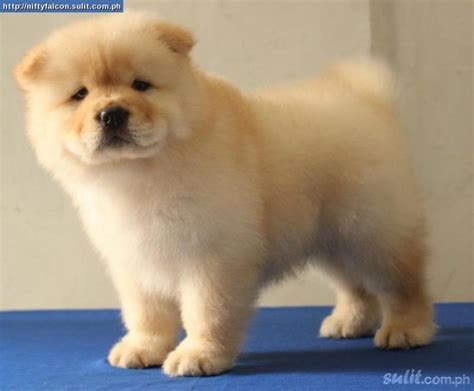 Dogs Philippines: Quality Cream Chow Chow Puppy For Sale