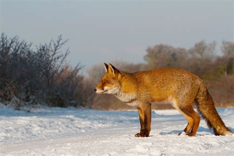 Brown fox standing on snow HD wallpaper | Wallpaper Flare