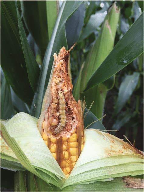 Helicoverpa zea larva feeding on corn ear. Photo: Thomas Bilbo, Clemson ...