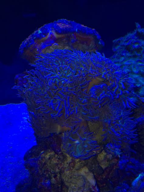 Duncan coral, overcrowding? | REEF2REEF Saltwater and Reef Aquarium Forum