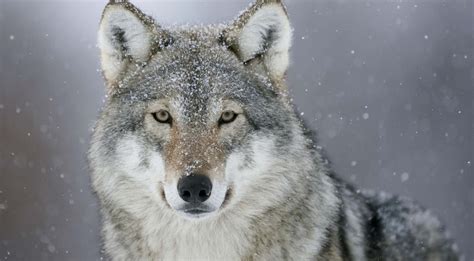 Are Wolves Nocturnal or Diurnal? Their Sleep Behavior Explained - A-Z ...