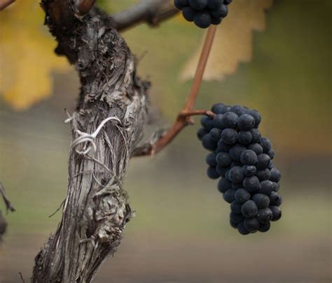 Mirabel Vineyards Announces Debut Release - Gonzo Okanagan Music ...