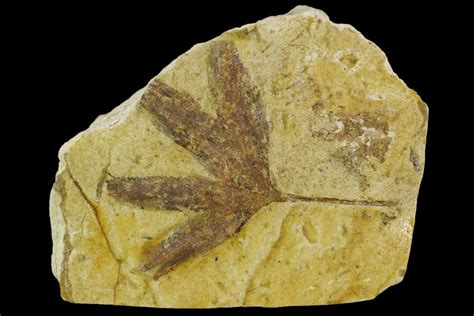 2" Jurassic Leaf (Ginkgo) Fossil - Yorkshire, England (#129610) For ...