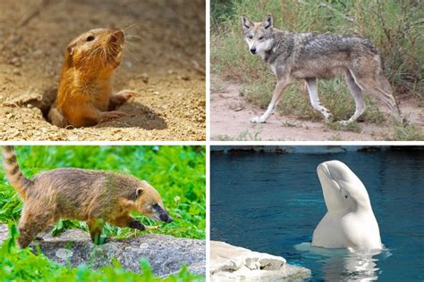 Top 11 north american animals in 2023 - Kiến Thức Cho Người lao Động Việt Nam